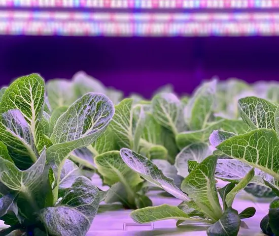 Intelligent Agricultural Container Plant Factory for Planting Vegetables/ Strawberries/ Fruits with Hydroponic System/Temperature and Humidity Control System 